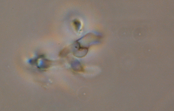 E'' Daedaleopsis confragosa? - foto 6434 (Lenzites warnieri)